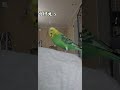 ジャンボセキセイインコ ぼりおんとその孫おたま 仲いいよ