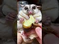 The sticky and cute looking sugar glider. Player sugar glider. Internet celebrity cute pet.