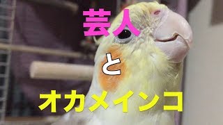 芸人とオカメインコ（41）カゴから出せと呼んでくるタマゴ。