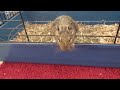 happy degu compilation 2