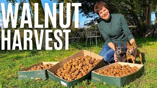 Harvesting Our Walnuts