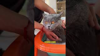 汤圆：今天洗香香了，晚上见小母猫去，哈哈哈 猫咪的迷惑行为 萌宠闹新春 回村后的猫咪 农村猫猫的快乐生活