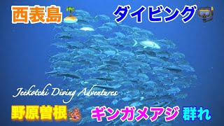 西表島🏝ダイビング🤿野原曽根🪸ギンガメアジの群れ🤩👍2024年8月