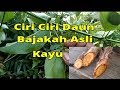 WA:  087.861.415.012 ( Bila order ) ciri ciri Pohon Bajakah dari Daun dan Batang