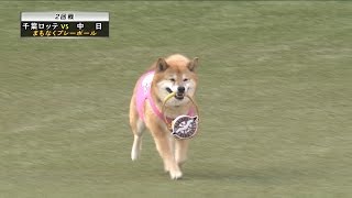 【プロ野球パ】ベースボール柴犬のわさびちゃんが始球式に登場 2015/06/10 M-D