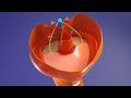 3D Body Cavities Embryology Part 3: Diaphragm - Congenital Diaphragmatic Hernia