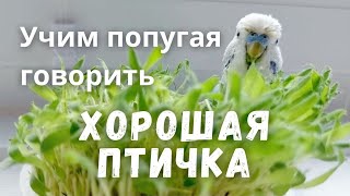 Учим попугая говорить 