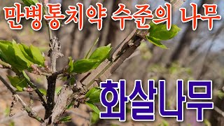 당뇨에 명약, 간장보호, 항암, 혈관보호 등 만병통치약 수준의 나무가 있다