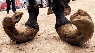 Crazy donkey hoof! You have never seen such long donkey hooves【DONKEY HOOF SAVIOR】