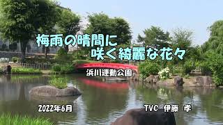 梅雨の晴間に咲く綺麗な花々　伊藤孝　（高崎ビデオクラブ）