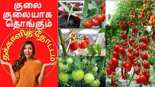 தக்காளி செடி வளர்ப்பது எப்படி / How to grow tomatoes at home  / tomato plant / TAMIL