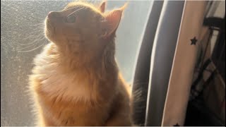 iPhone13pro 【シネマティックモード】で猫動画を撮ってみた ″ I took a video of a cat on my iPhone 13 Pro ″