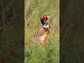 a beautiful pheasant far from home shorts