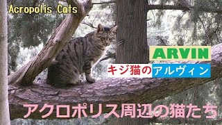 Acropolis Cats　アクロポリス周辺の猫　プスプスって呼びますよ！