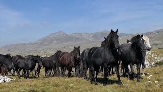 Divlji konji - turistička atrakcija