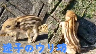 衝撃！頭には何かに噛みつかれた傷【うりぼーUriboはぐれウリちゃん】かわいいウリボーが迷子になっちゃった、迷子のウリ坊