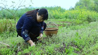 Wild Vegetables 採一籃子野菜，做3道各有風味的美食！【余小鄉】