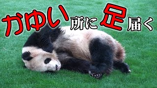 【アドベンチャーワールド】パンダ良浜　かゆい所に足届く？【Giant Panda Rauhin reach the itchy place】