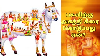 பசுவிற்கு அகத்தி கீரை கொடுப்பது ஏன் | ரகசிய உண்மைகள் - Unknown Facts Tamil