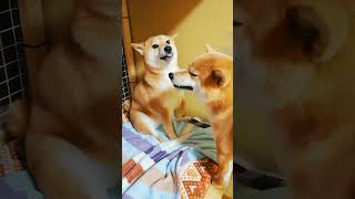 掃除機かけると喧嘩が始まる…何で？？🐶 #shibainu #多頭飼い #shorts