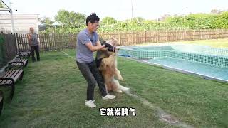 一百多斤咬人阿拉斯加训练第一集#阿拉斯加 #狗狗 #蛋黄爸训犬