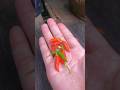 Kali ini kita petik cili ya… #plants #chilli #gardening