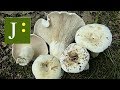 Pergamentna Mlečnica - Lactarius pergamenus