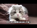 初めての納豆に10分間で豹変する猫