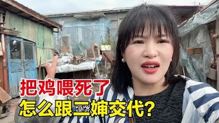 帮二婶家喂鸡结果让我喂死了一只，这下完了，怎么跟二婶交代？【东北小鱼】