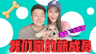 【狗狗vlog】我们终于养宠物狗狗啦！它的名字叫‘豆豆’