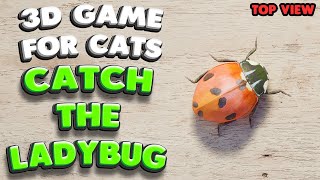 3D game for cats | CATCH THE LADYBUG (top view) | 4K, 60 fps, stereo sound