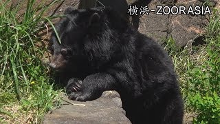 ﾂｷﾉﾜｸﾞﾏ【ユマ】 2018春①