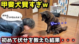 甲斐犬はやっぱり賢い！初めて伏せを教えた結果、こうなりました笑