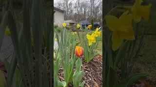 Spring has Sprung #gardening #cottagegarden #flowers #zone7b #flowergarden #backyardgardening