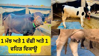 1 ਮੱਝ ਅਤੇ 1 ਵੱਛੀ ਅਤੇ 1 ਵਹਿੜ ਵਿਕਾਊ @brarcattlefarm188  @brartraveljet4