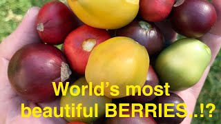 The most BEAUTIFUL BERRIES in the world