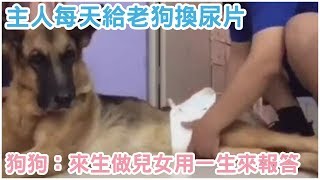 主人每天給老狗換尿片，狗狗：來生做兒女用一生來報答！【 汪汪仙貝 】