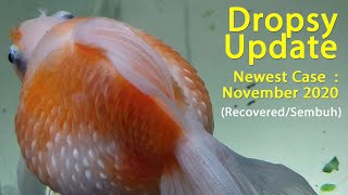 Dropsy Update, new Case : November 2020 (Recovered/Sembuh)