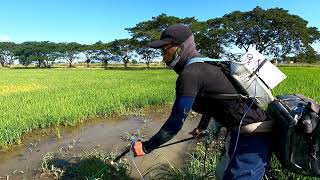 SUBRA NA KUNG BUMUTAS SA PILAPIL Ang SWAPM EEL | Kiwet | Rice Eel...