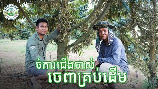 ចម្ការជើងចាស់ផ្នែកទុរេន នៅសង្គមមានជ័យស្រុកមេមត់ តោះ!!!!