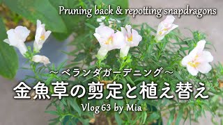 Pruning back \u0026 repotting snapdragons that survived the hot summer | Balcony Gardening #63