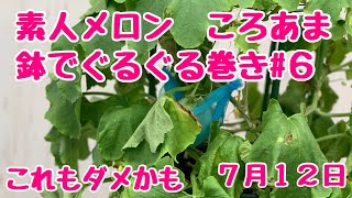 素人メロン🍈【ころあま】No.6ベランダでも簡単！鉢でぐるぐる仕立て／これもダメかも