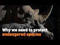 Why we need to protect endangered species