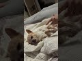 gucci chihuahua 🐕. chihuahua dog dogs adoptdontshop puppy chihuahuas rescuedog reels chih