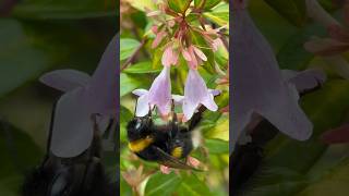 A glimpse of bumblebee perseverance ❤️ on  Abelia grandiflora