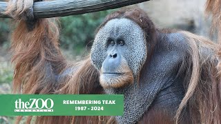 Remembering Teak 1987 – 2024