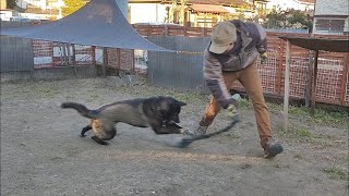 【甲斐犬雑種】激しくロープ遊びイーヌ【保護犬】