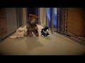 Lena Swanberg -  Lost and found (Official Music Video)