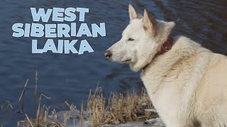 West Siberian Laika Breed Information