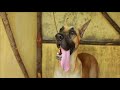 great dane 21 months old at chennai named as rowdy american breed purasai naveen jay vlogs